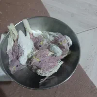 جوجه عروس هلندی سرلاکی