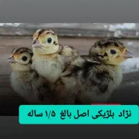 حیوان پرنده ۱۸ ماهه تزئینی و زینتی