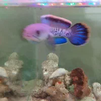 چانا استوآرتی