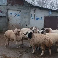 گوسفندنر وماده بز موجوده