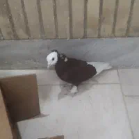 کبوتر رنگی|پرنده|شوشتر, |دیوار