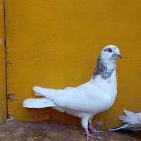 کبوتر طوقی و پرشی غریب|پرنده|کوهدشت, |دیوار