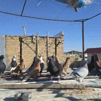 ۱۸ تا رنگی|پرنده|شیراز, شهرک مهدی‌آباد|دیوار