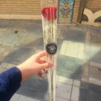گل مدرسه ای اقتصادی|گل و گیاه طبیعی|تهران, نارمک|دیوار