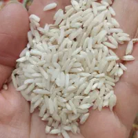 برنج هاشمی مقداری قلوه دارد