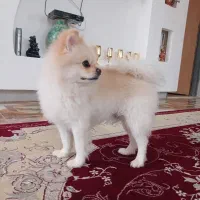 سگ پام ین خرسی