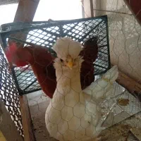 مرغو خروس