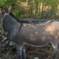 الاغ جوان سه و نیم ساله