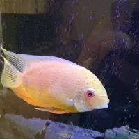 ماهی های جفت سالم