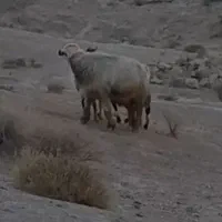 قوچ   داشتی
