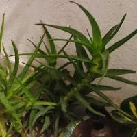 گل طبیعی شاداب|گل و گیاه طبیعی|پردیس, فاز ۴|دیوار