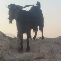 پازن ترکی اصل