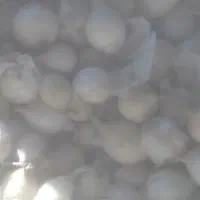 فروش غده پیاز مینروا بذر پیاز سایروس جهت غده