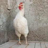 مرغ تخمگذار برهما