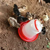 جوجه گلین|حیوانات مزرعه|دهلران, |دیوار