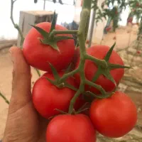 فروش زمین و گلخانه|فروش دفتر صنعتی، کشاورزی، تجاری|بوشهر, |دیوار