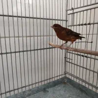 قناری ماده جفتی سهره