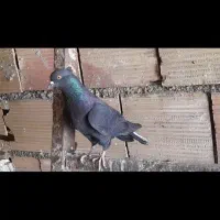 کبوتر