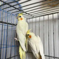 جفت عروس هلندی لوتینو روی تخم