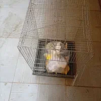 قفس پرنده