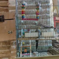 فروش ۲عدد عروس هلندی نر و ماده