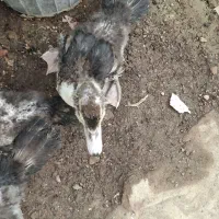 فروش ۴ عدد مرغابی 6 ماهه سالم