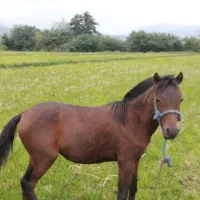 کره مادیان 18 ماهه کهر ی رنگ