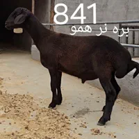 قوچ و بره قوچ همو زیگوت و هترو با برگه آزمایش|حیوانات مزرعه|تهران, بلوار کشاورز|دیوار