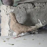زرد و زاغ آبادانی|پرنده|زابل, |دیوار