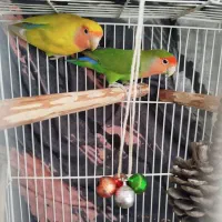 عروس هلندی سخنگو ،کوتوله|پرنده|الیگودرز, |دیوار