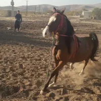 مادیان اصیل کردی رقاص