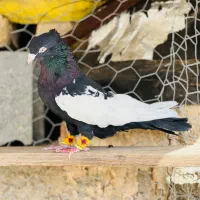 سینه بینظیر (داراب)