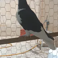 راست سیاه ماده