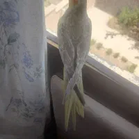 عروس هلندی گلباقالی دستی معاوضه با ماده|پرنده|رودهن, |دیوار