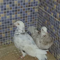 کبوتر|پرنده|سراوان, |دیوار