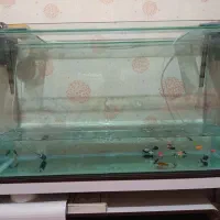 آکواریوم با تمام تجهیزات و قیمت مناسب|ماهی|بندرعباس, |دیوار