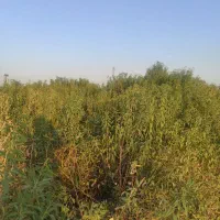 نهال بادام مامایی|گل و گیاه طبیعی|مبارکه, |دیوار