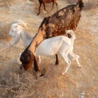 تیشتر سفید  نژاد پاکستانی