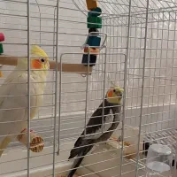 طوطی عروس هلندی نر و ماده|پرنده|زنجان, |دیوار