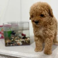 سگ پودل ماده