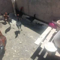 خروس لاری|حیوانات مزرعه|تهران, آذربایجان|دیوار