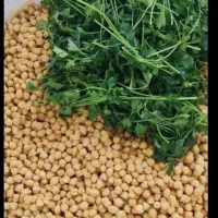 مواد تازه فلافل