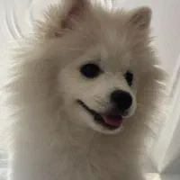 سگ پامر خرسی واگذاری