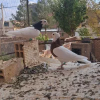 کفتر پرشی و جفتی|پرنده|بیرجند, |دیوار