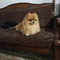 سگ پامر نر|سگ|شیراز, شهرک قمشه|دیوار