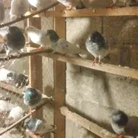 کبوتر پاکستانی|پرنده|بندر انزلی, پرستار|دیوار