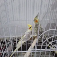 عروس هلندی جفت مولد دوکت پروانه ای رام و سخن گو