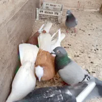 ۷ عدد کبوتر رنگی فرصت ناب واقعی ارسال دارم