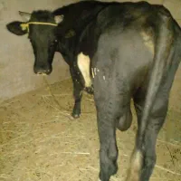 خرید و فروش گاو