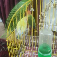 طوطی برزیلی نر و ماده